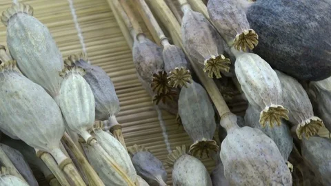 Rotating on bamboo mat bunch poppies heads Stock Footage 79680353