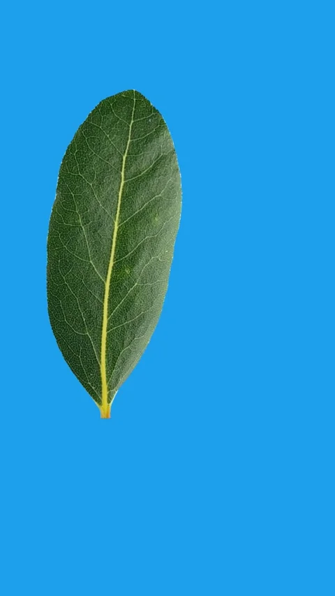 Rotating Bay Leaf on Blue Chroma Key Background, 4K, 180° Spin, 12s Stock Footage 310737412