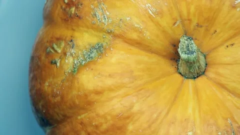 Rotating beautiful large pumpkin close-up. Copy space Stock Footage 136561344