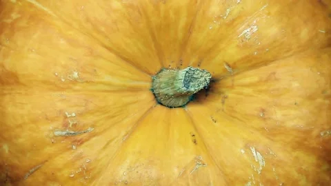Rotating beautiful large pumpkin close-up. Copy space 動画素材 137970996