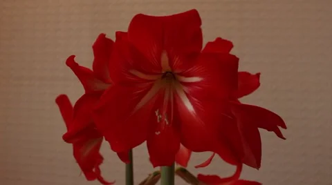Rotating beautiful red flower Stock Footage 47028573