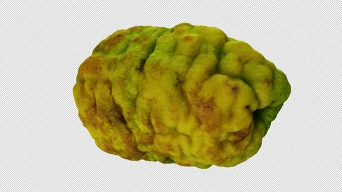 Rotating Bergamot Orange on Transparent Background (Looping with Alpha Channel) Stock Footage 139717053