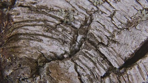 Rotating Birch Bark Abstract Nature Texture. Stock Footage 334675231