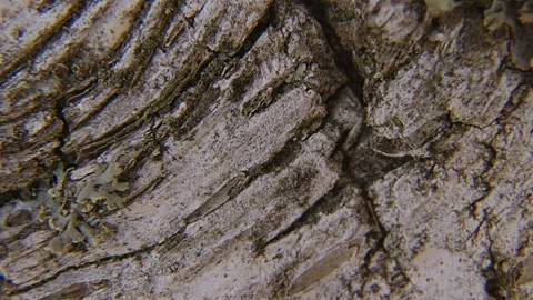 Rotating Birch Bark Texture Macro Background. 스톡 동영상 334674682
