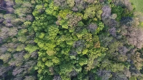 Rotating Birds Eye View Of Forest During Spring Stock Footage 128847362
