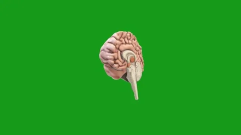 Rotating bisectional brain motion graphics with green screen background Stock Footage 147881264