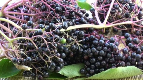Rotating black elder Sambucus nigra medical berries Stock Footage 81367525