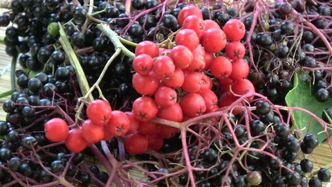 Rotating black elder Sambucus nigra and rowan berries Stock Footage 81381398
