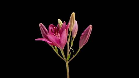 Rotating blooming pink lilies in elegant timelapse representing personal... Stock Footage 341773536