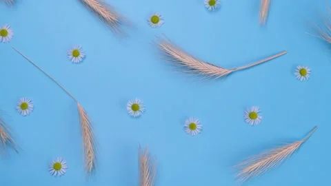 Rotating blue background with spikelets and wild flowers, daisies. Countryside Stock Footage 211805983