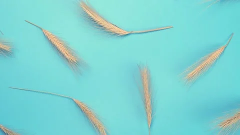 Rotating blue background with spikelets . Countryside concept. Floral background Stock Footage 204966528