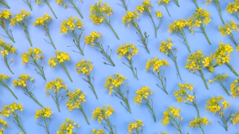 Rotating blue background with yellow wildflowers, floral texture, vibrant summer Stock Footage 196007802
