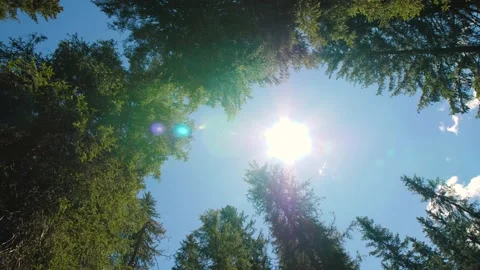 Rotating bottom up view of sun shining in evergreen tree forest with blue sky. Stock Footage 157102798