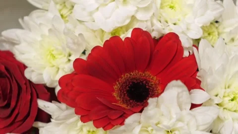 Rotating bouquet of red gerbera daisy and white chrysanthemums in soft studio Stock Footage 312718806