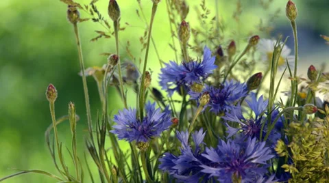 Rotating bouquet of wild flowers Stock Footage 34281920