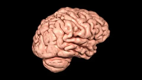 Rotating brain anatomy on black background. 3D medical illustration Stock Illustration