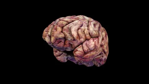 Rotating brain on a black background Video stock 75030690