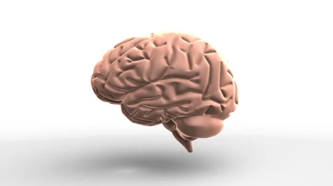 Rotating Brain Stock Footage 918173