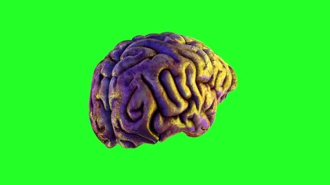 Rotating brain on a green background Stock Footage 75030719
