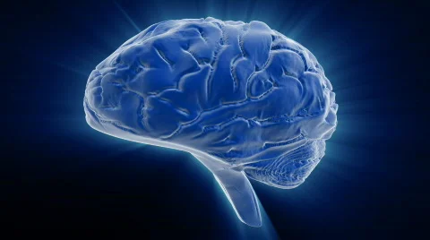 Rotating brain, seamless loop Stock Footage 570421