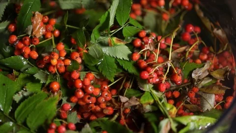 Rotating Branches of Rowan or Mountain Ash in Water Closeup Stock Footage 99139649