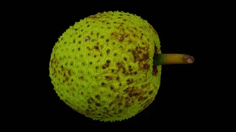 Rotating Breadfruit on Black Background (Looping) Stock Footage 146675014