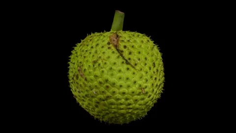 Rotating Breadfruit on Transparent Background  (Alpha Channel) Stock Footage 80821735