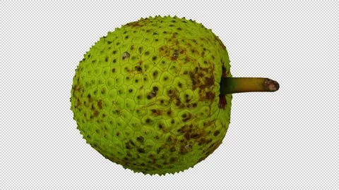 Rotating Breadfruit on Transparent Background (Looping with Alpha Channel) Stock Footage 146674996