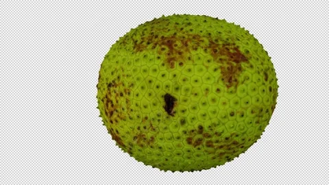 Rotating Breadfruit on Transparent Background (Looping with Alpha Channel) Stock Footage 150186565