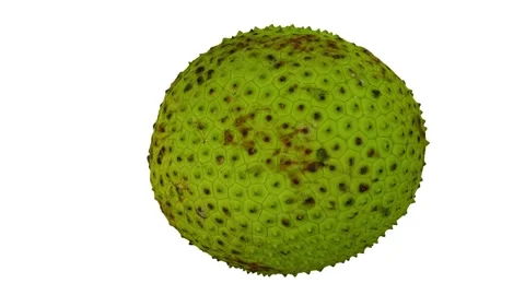 Rotating Breadfruit White Background (Looping) Stock Footage 146675328