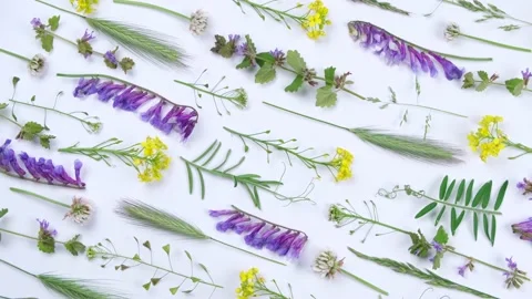 Rotating bright summer white background with wild colorful flowers and herbs and Stock Footage 196009357