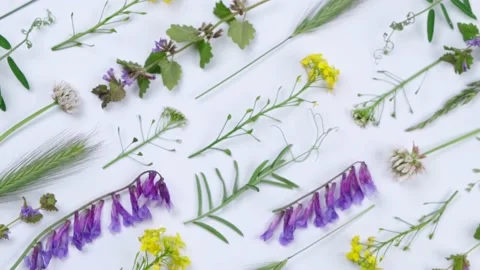 Rotating bright summer white background with wild colorful flowers and herbs and Stock Footage 198569684