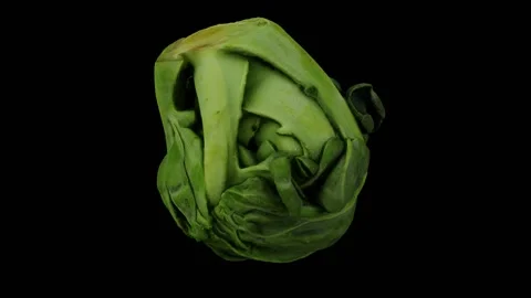 Rotating Brussels Sprout on Black Background (Looping) Stock Footage 148072021