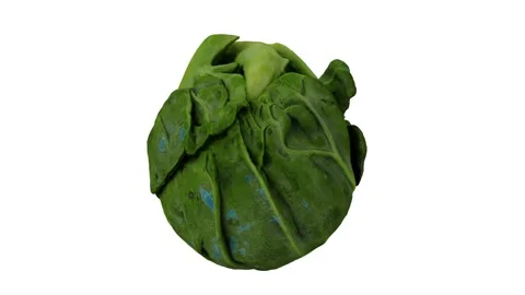 Rotating Brussels Sprout White Background (Looping) Stock Footage 148071577