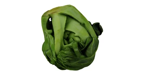 Rotating Brussels Sprout White Background (Looping) Stock Footage 148072110