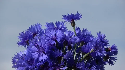 Rotating  bunch blue cornflowers Stock Footage 79235298