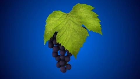Rotating bunch grapes with leaf - blue background Video stock 85586241