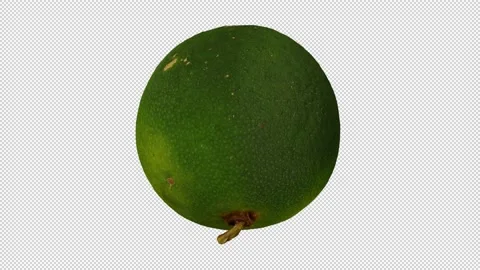 Rotating Calamansi on Transparent Background (Looping with Alpha Channel) Stock Footage 146675936