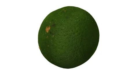 Rotating Calamansi White Background (Looping) Stock Footage 146676097
