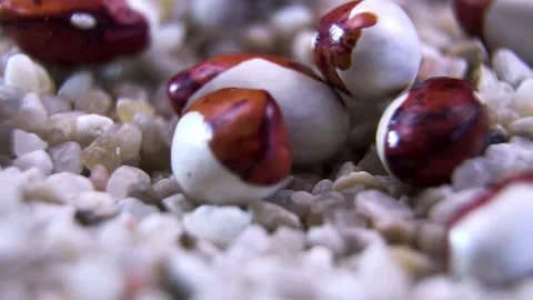 Rotating Calypso bean seeds on white gravel substrate macro shot Stock Footage 338127224