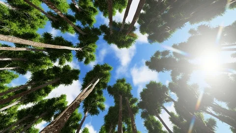 Rotating camera around tall trees in a wild forest. View crowns trees Stock Footage 120412183