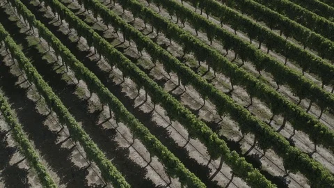 Rotating Camera over a vineyard 库存影片 125456024