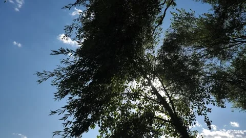 Rotating camera overlooking the tops of large trees on a sunny day. Stock Footage 281719553
