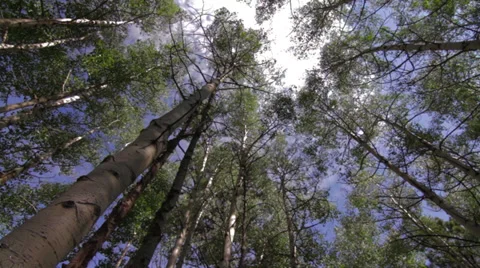 A rotating camera shot low angle up through leaves of Aspen Trees with sun flair Stock Footage 39603777