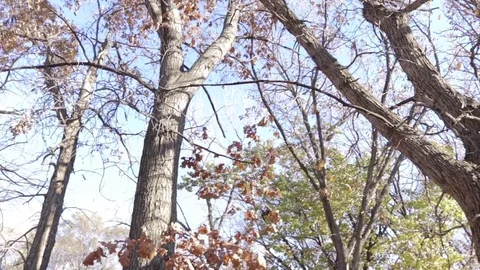 Rotating camera shot of trees Video stock 82625149
