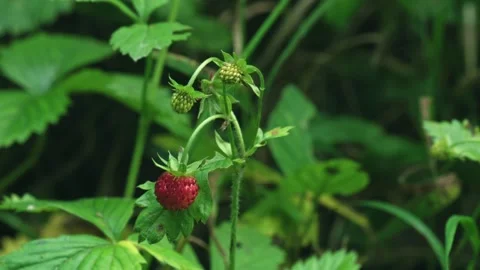 Rotating camera shot of wild strawberries in forest showing ripe and unripe frui Stock Footage 332643408