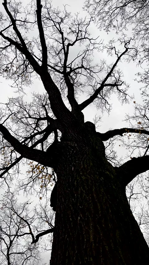 Rotating Camera View of Tree Bark and Dry Autumn Branches Stock Footage 320480108