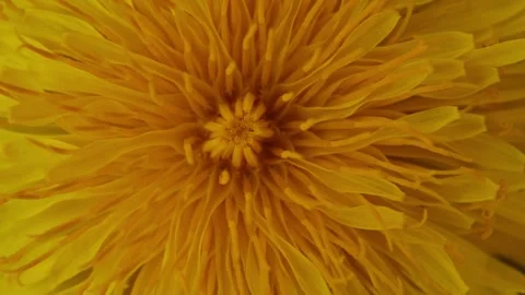 Rotating Chamomile Floral Texture Macro Shot. 스톡 동영상 334675527