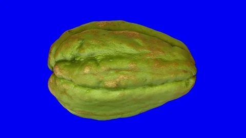 Rotating Chayote on Blue Background Stock Footage 79551405