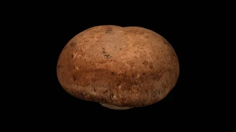 Rotating Chestnut Mushroom on Transparent Background (Alpha Channel) 스톡 동영상 92285346